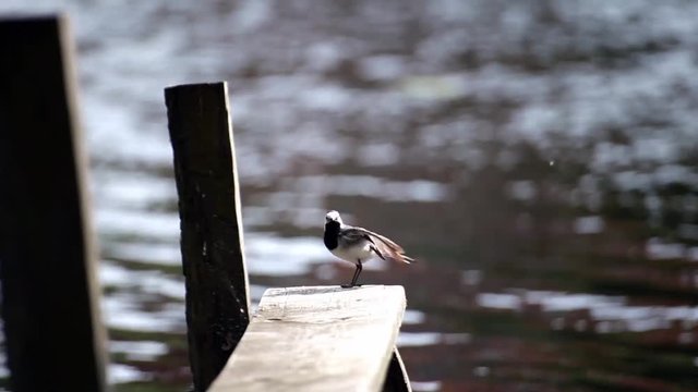 
00:22 | 00:24
1&times;

Bird near the river in wildlife