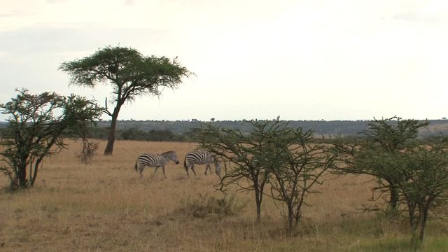 Three Zebras walking on the savanna