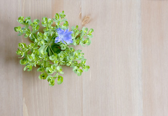 Wild beautiful meadow flowers on wooden background. Top view. Copy space for text