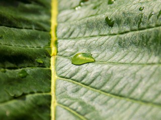 Rain drop on leaf