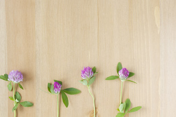 Wild purple flowers arranged in a row on wooden background. Top view. Flat lay