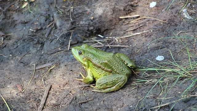 Green Frog sitting on the ground not moving