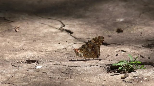 Butterfly on asphalt. Monochrome footage 