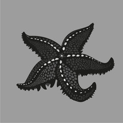 Black starfish on isolated background. Tattoo style illustration.