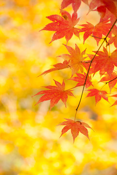 長野県志賀高原の紅葉 Autumn leaves of Nagano Prefectur