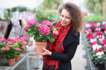 Fototapeta premium Beautiful woman holding flower pot with red hydrangea in the greenhouse