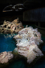 Many penguins are standing on the island near skeleton at the New England Aquarium.