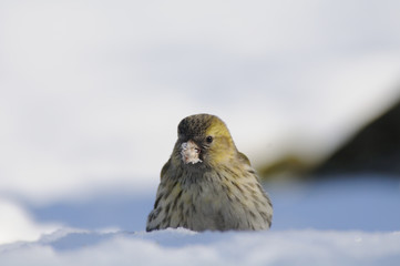 Siskin with a seed in a snowdrift