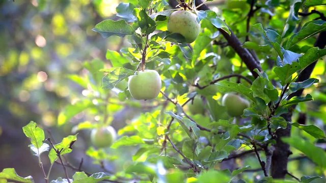Green apples hanging on a apple tree in the sunny garden
