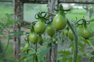 Unriped tomatoes in the greenhouse.