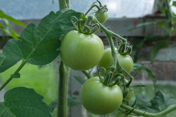 Unriped tomatoes in the greenhouse.