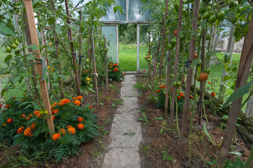 Unriped tomatoes in the greenhouse.