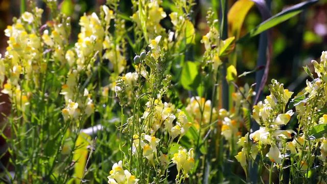 Linaria vulgaris. Wildflowers in country field.