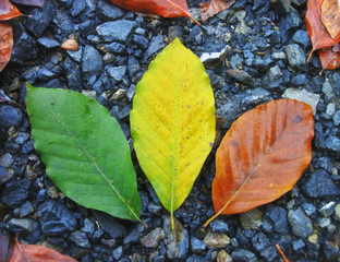 colorful leaves in autumn