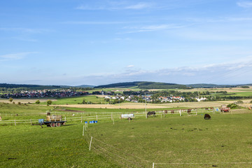 rural landscape with animals on the meadow
