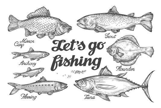 Fishing. Hand drawn vector fish. Sketch trout, carp, tuna, herring, flounder, anchovy