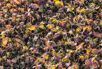 field after harvest with plants in sunset