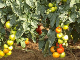 Tomatoes on field
