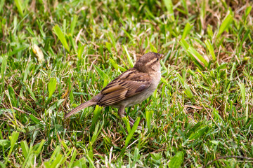 Sparrow in the green grass, nature, park