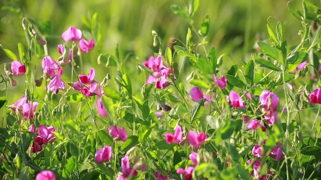 Sweet Pea Flowers in Sun