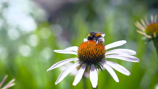 The bumblebee collecting nectar on a daisy