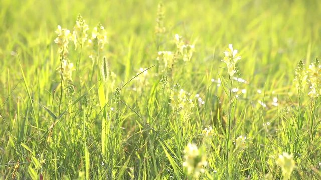 Linaria vulgaris. Wildflowers in country field.