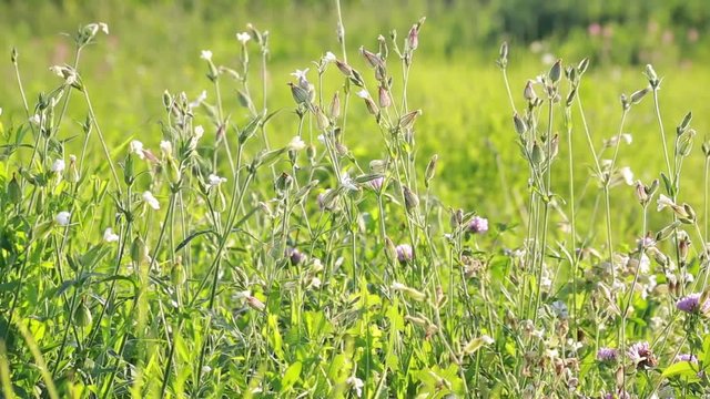 Silene Vulgaris or Balder Campion field  flowers