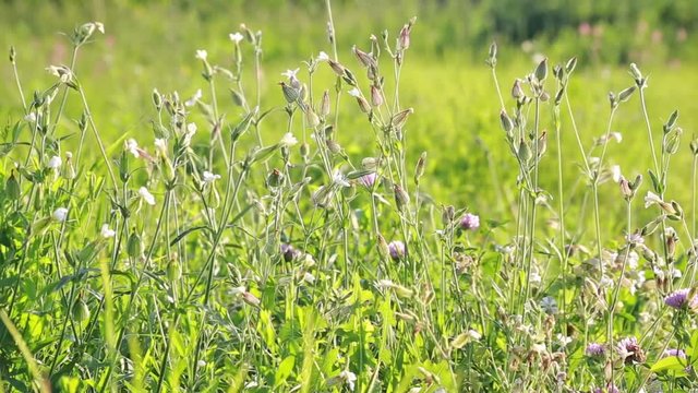 Silene Vulgaris or Balder Campion field  flowers