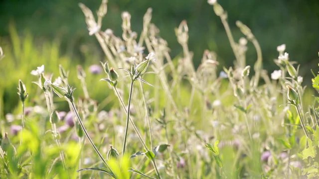 Silene Vulgaris or Balder Campion field  flowers