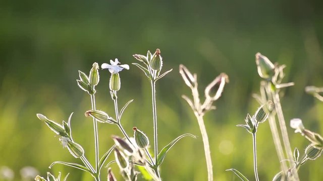 Silene Vulgaris or Balder Campion field  flowers