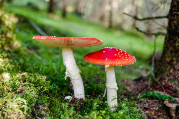 Amanita muscaria