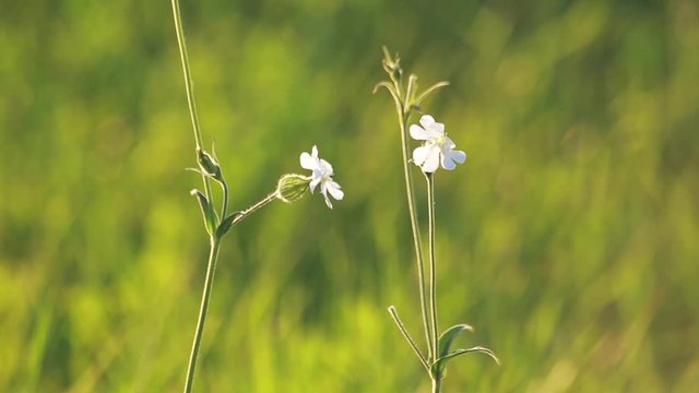 Silene Vulgaris or Balder Campion field  flowers