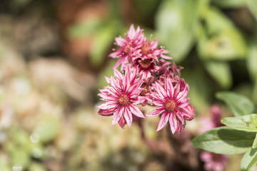 Sempervivum - Hauswurz Blüte