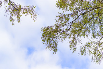 Tree branches on sky