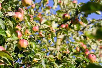 Gravensteiner Apfelbaum hängt voller Äpfel