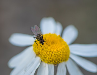 Fly on a wildflower close up