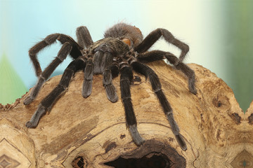 Mexican black velvet tarantula on the branch