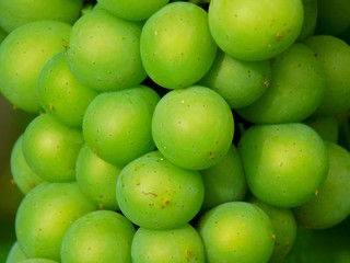 Bunch of grapes in vineyard