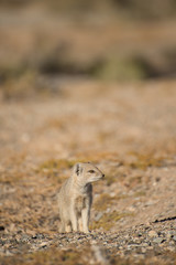 Mongoose by burrow.