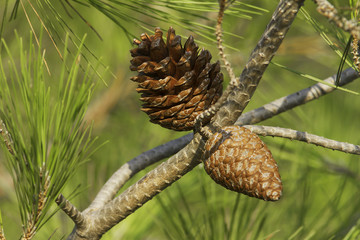 Pine Cone And Branches