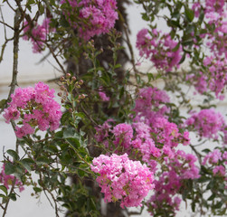 pink oleander Bush as the background of retro