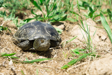 Funny turtle in green grass