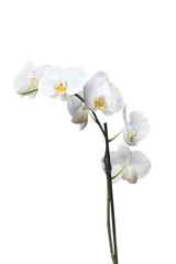Naklejka na ściany i meble White orchids flowers isolated on a white background