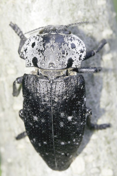 Capnodis tenebrionis in natural habitat