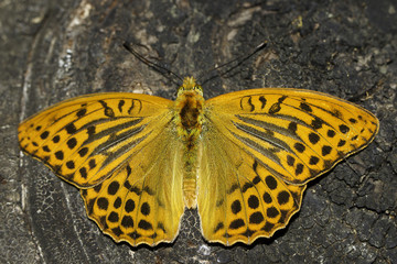 Argynnis paphia / Silver-Washed Fritillary, male, in natural habitat