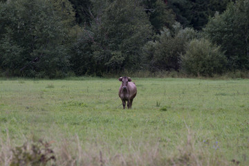 Корова на Лугу

