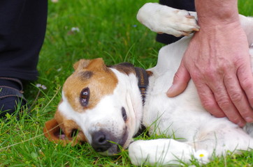 Hund und Herrchen - Freundschaft zwischen Mensch und Tier