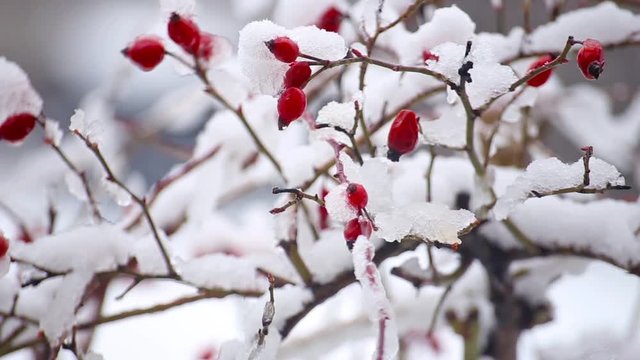 Wild rose bush with berries; snow, frost. Christmas background footage