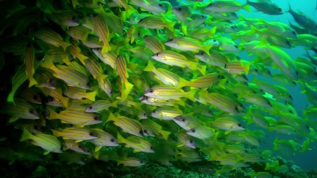 A flock school of tropical fish on the reef in search of food. Amazing, beautiful underwater marine life world of sea creatures in Maldives. Scuba diving and tourism.