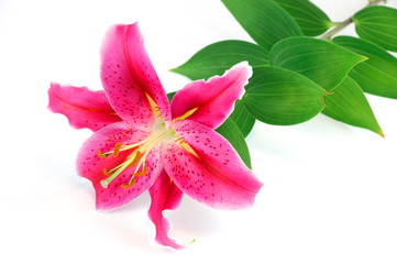 blooming pink lily isolated on white background